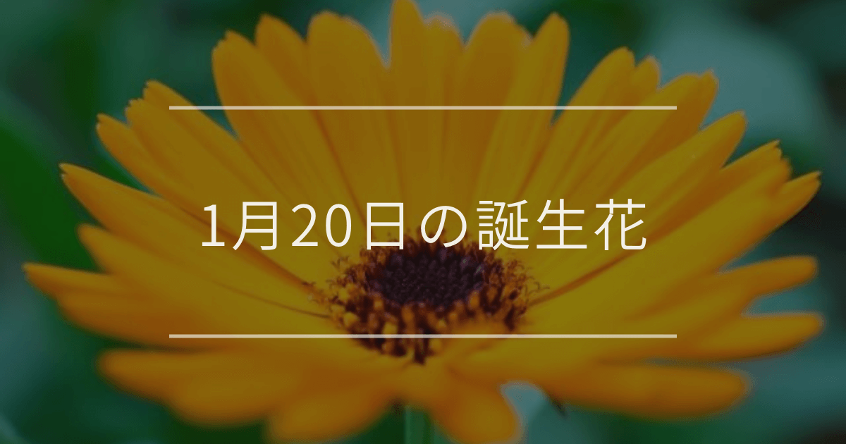 1月20日の誕生花