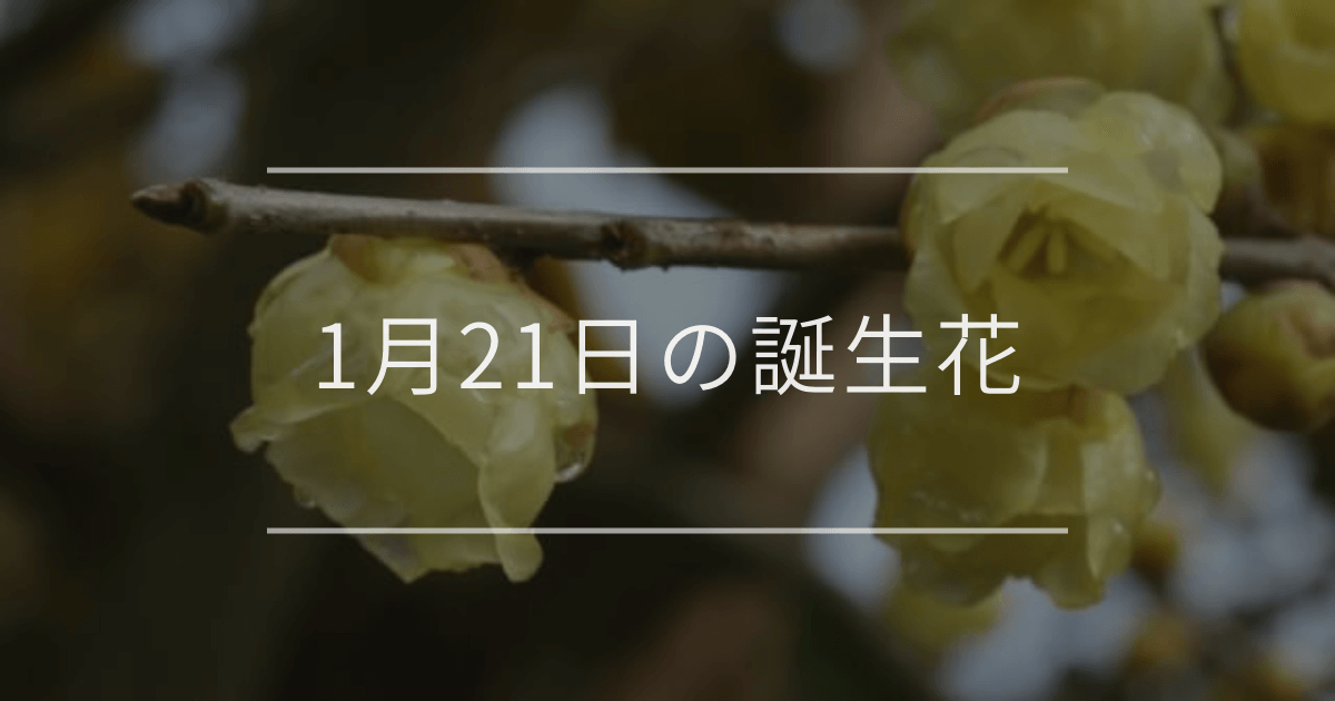 1月21日の誕生花