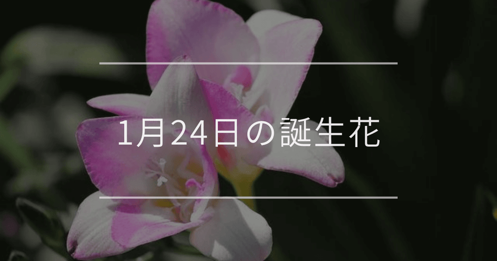 1月24日の誕生花：フリージア・シラーの花言葉など