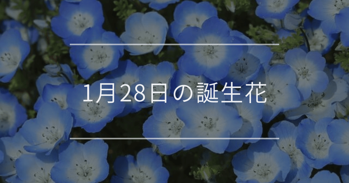 1月28日の誕生花
