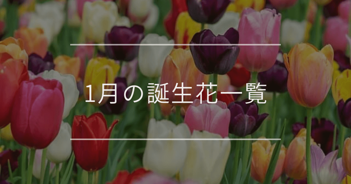 1月の誕生花一覧