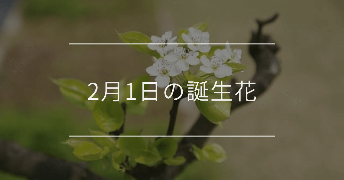 2月1日の誕生花