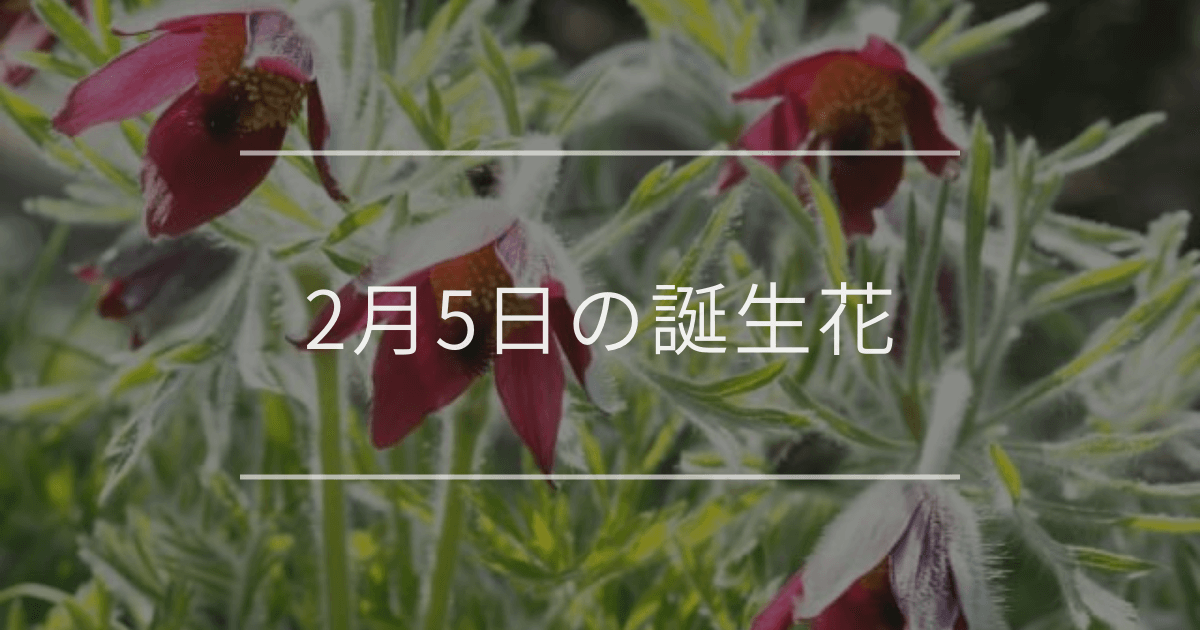 2月5日の誕生花