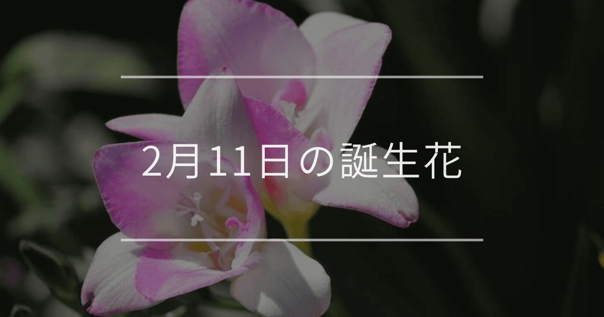 2月11日の誕生花