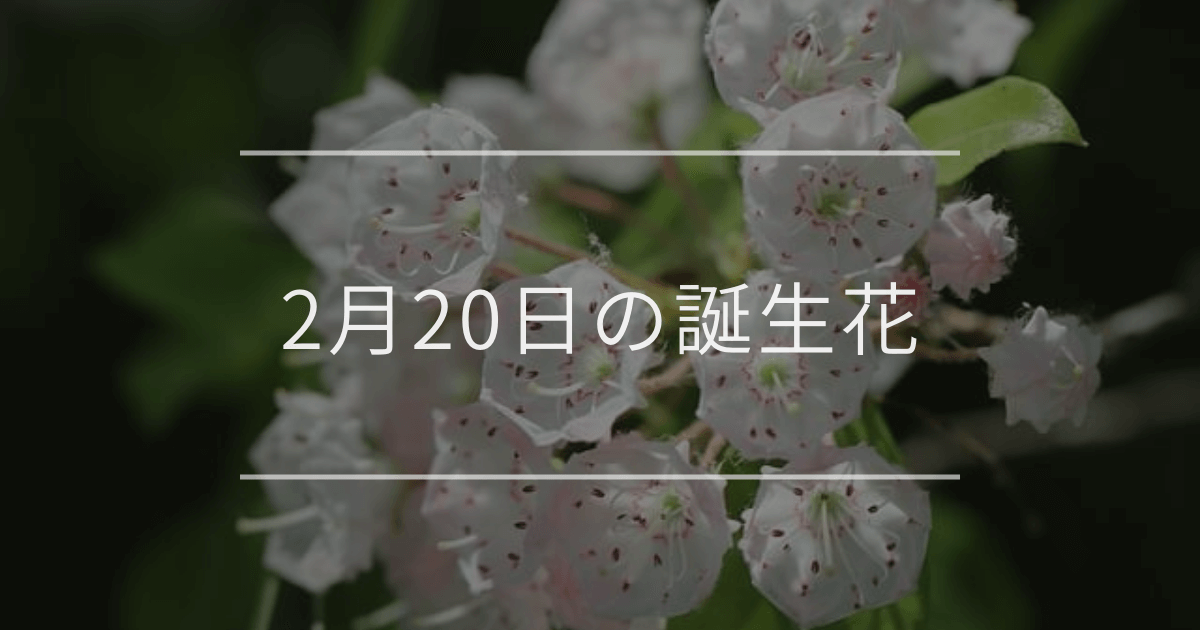 2月20日の誕生花
