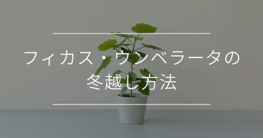 フィカス・ウンベラータの冬越し方法｜トラブルと対処法について