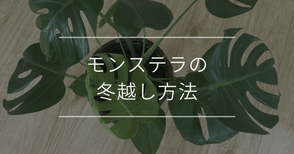 モンステラの冬越し方法｜トラブルと対処方法について