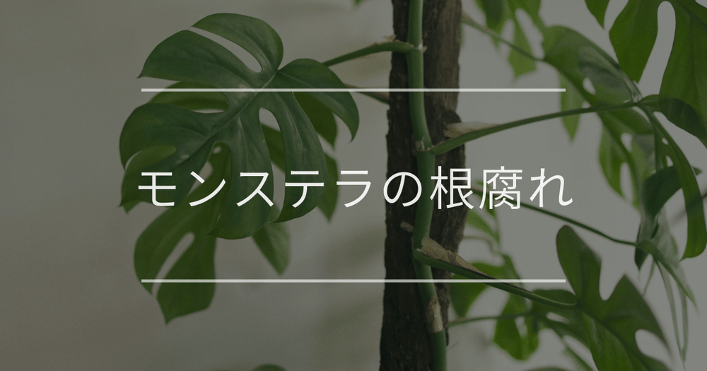モンステラの根腐れ｜見分け方や復活方法について