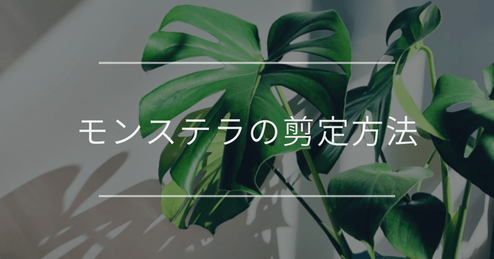 モンステラの剪定方法｜時期や道具についても解説