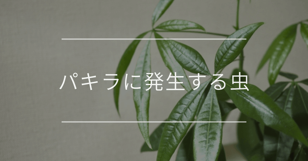 パキラに発生する13の虫｜駆除方法と予防法を徹底解説