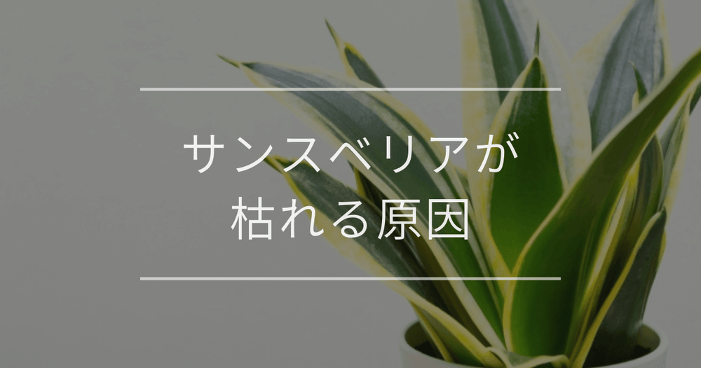 サンスベリアが枯れる本当の原因とは？6つの復活方法を完全解説