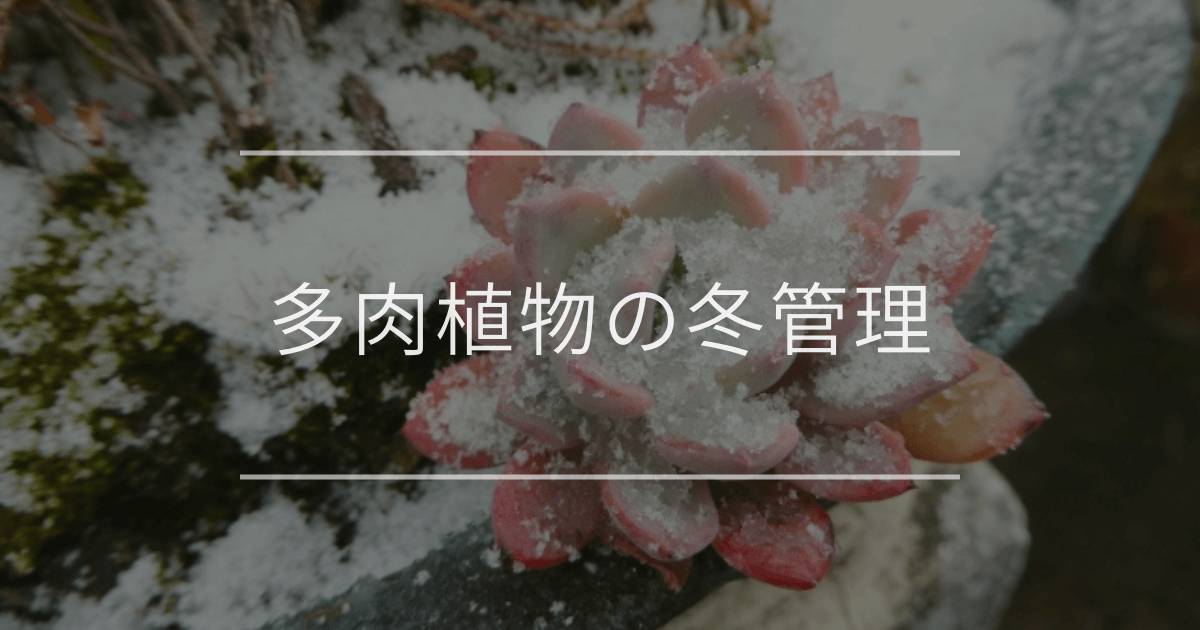 多肉植物の冬管理｜冬越しや寒さに強い植物