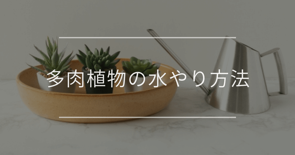 多肉植物の水やり方法｜サインや注意点について