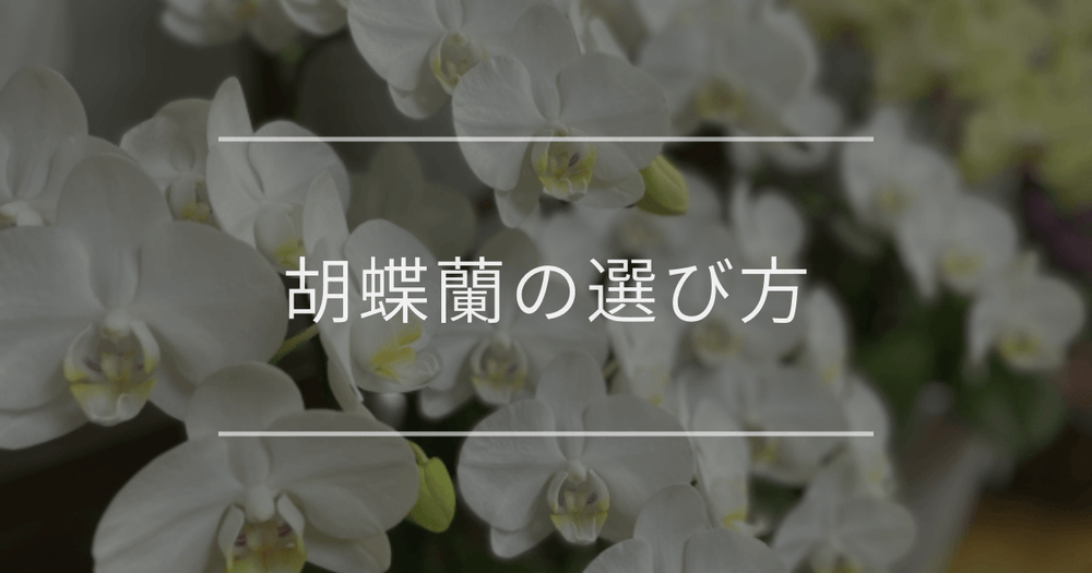 胡蝶蘭の選び方｜喜ばれるポイントや注意点を解説