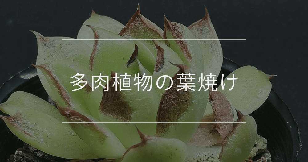 多肉植物の葉焼け｜黒く焦げる原因や復活方法について解説