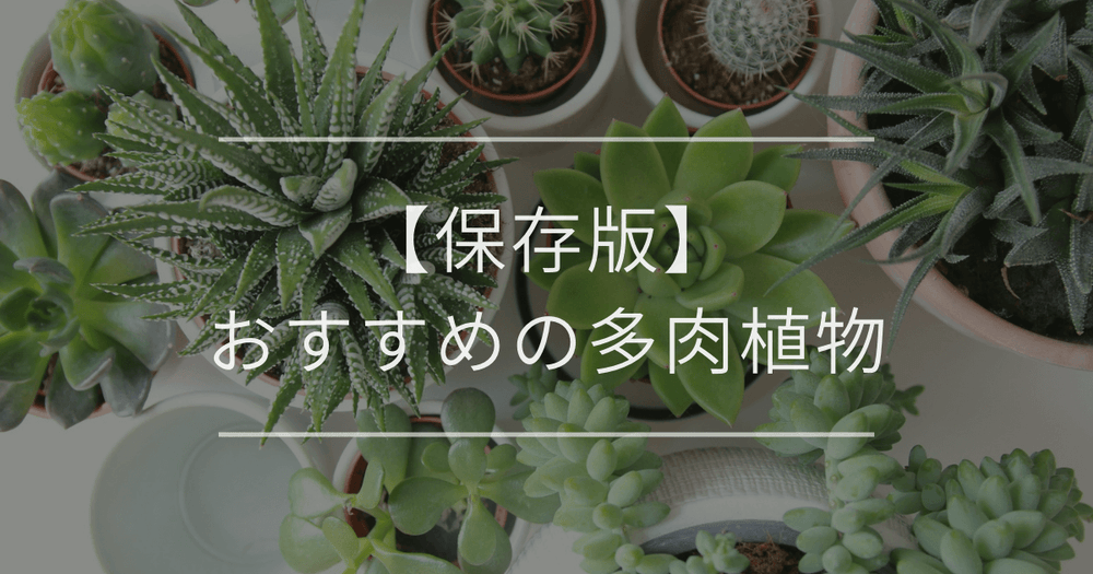 【保存版】おすすめの多肉植物｜選び方から育て方までの完全ガイド