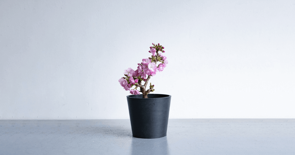 サクラの育て方｜水やりや植え替えをマスターして春を楽しもう