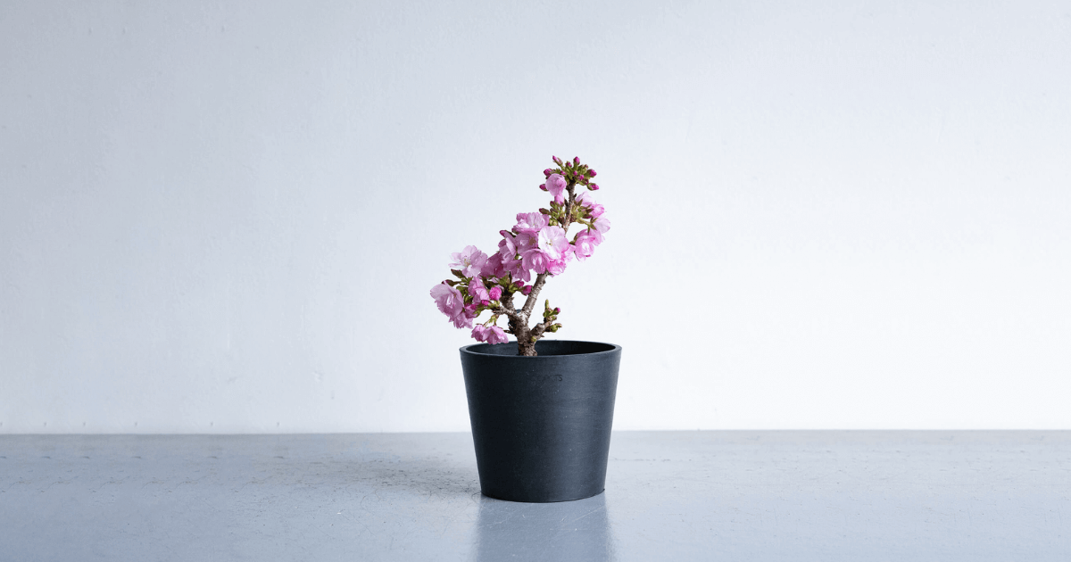 サクラの育て方