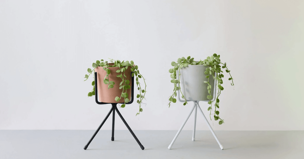 ディスキディアの育て方｜植え替えや増やし方のコツも紹介