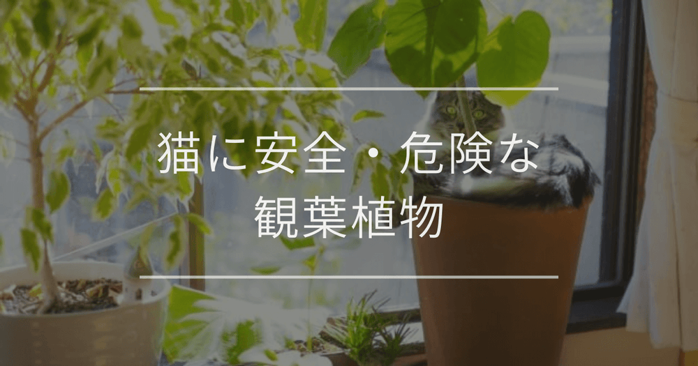 猫に安全・危険な観葉植物の一覧｜イタズラ対策や食べてしまった際の対処法
