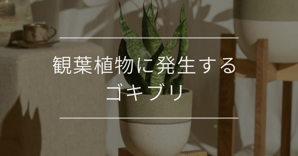 【完全対策】観葉植物に発生するゴキブリ｜理由や駆除方法