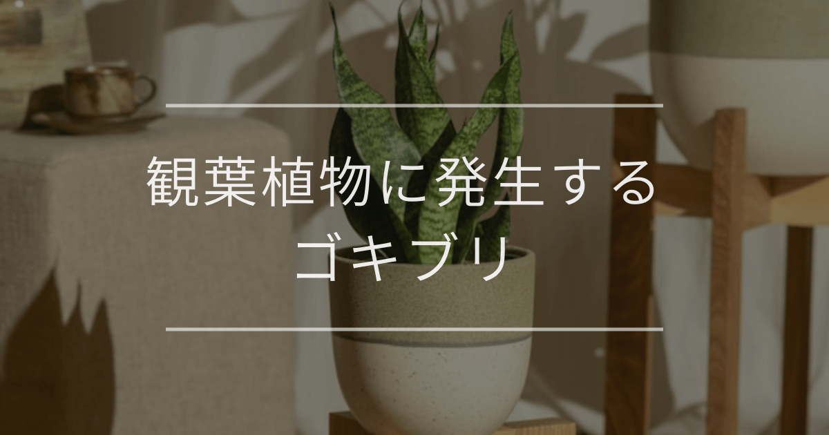 【完全対策】観葉植物に発生するゴキブリ｜理由や駆除方法