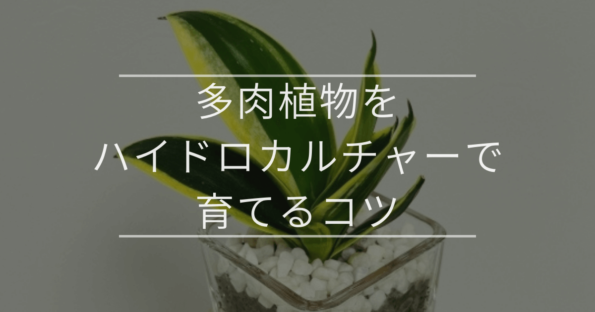 【初心者向け】多肉植物をハイドロカルチャーで育てるコツ