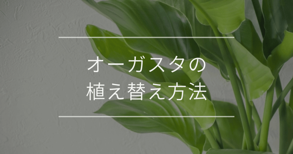 【疑問解決】オーガスタの植え替え方法｜時期や必要な道具も解説
