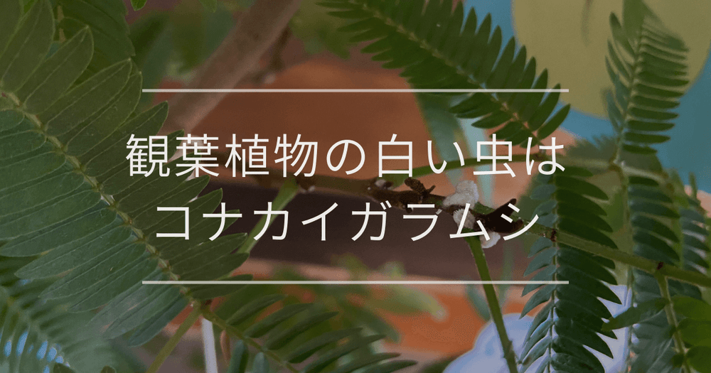観葉植物の白い虫はコナカイガラムシ｜対処法と予防法を紹介