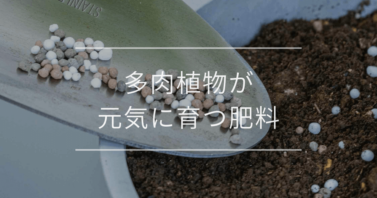 多肉植物が元気に育つ肥料