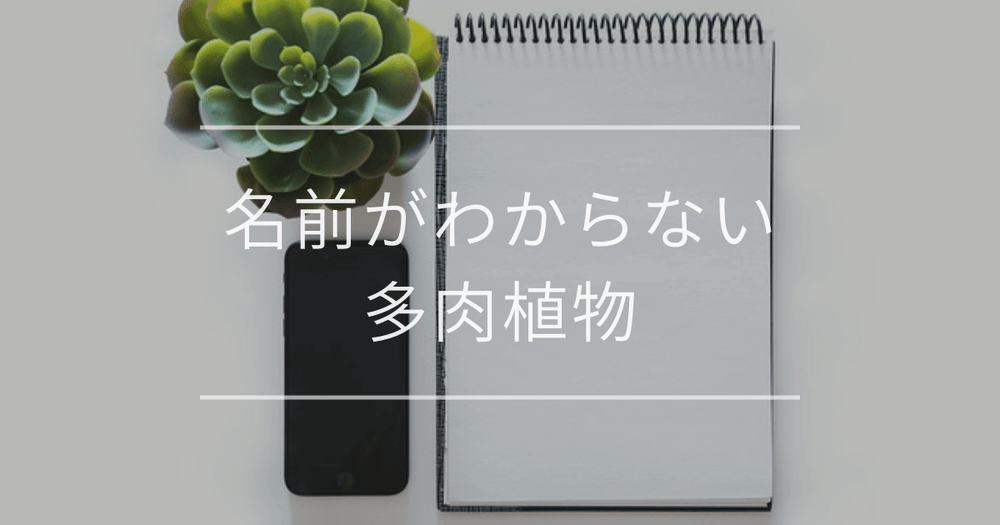 名前がわからない多肉植物｜調べる方法と種類について