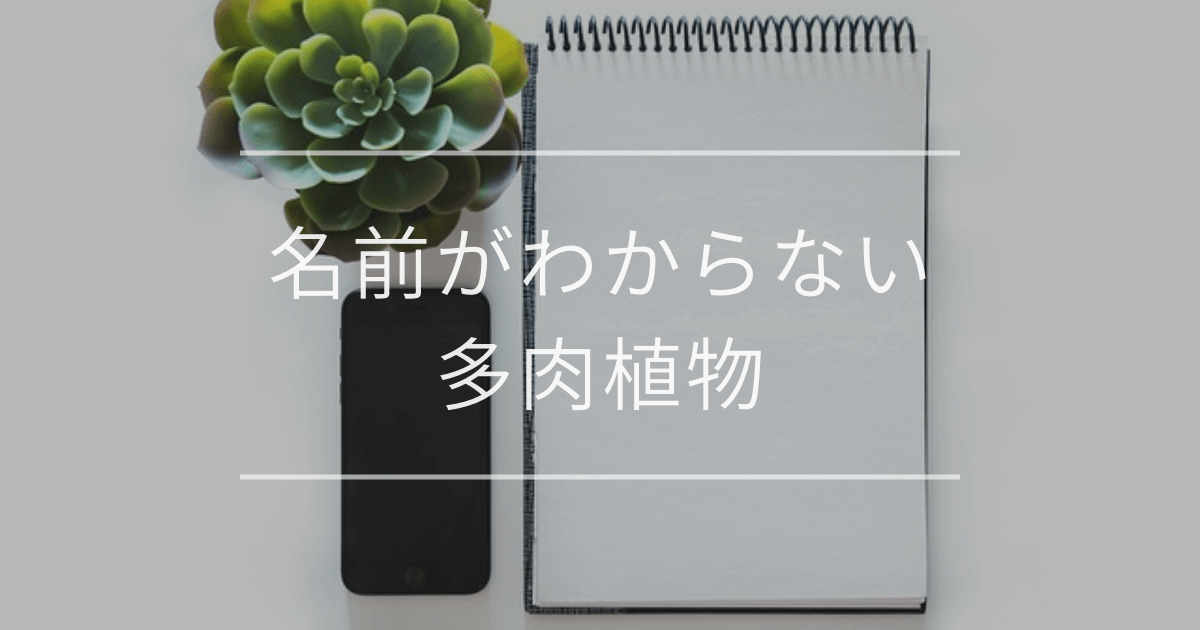 名前がわからない多肉植物