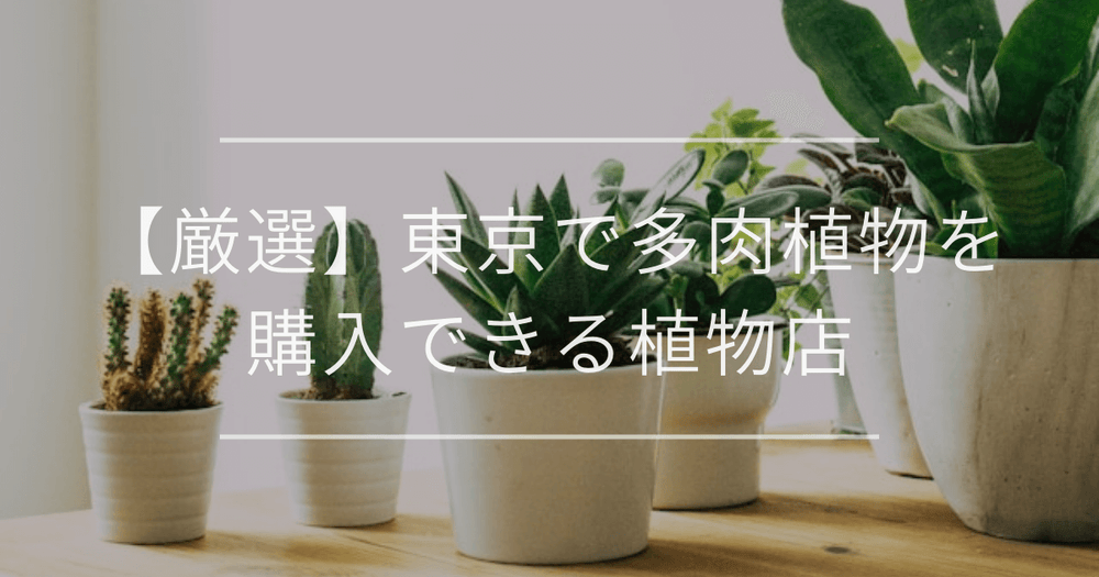 【厳選】東京で多肉植物を購入できる植物店