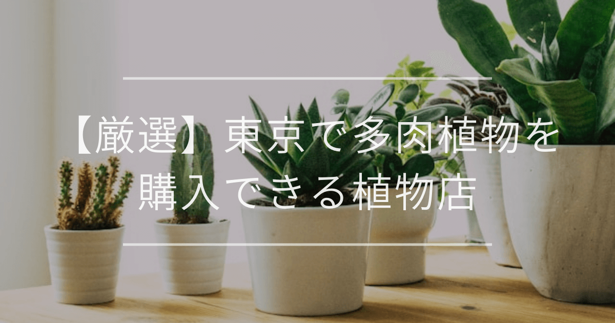 【厳選】東京で多肉植物を購入できる植物店