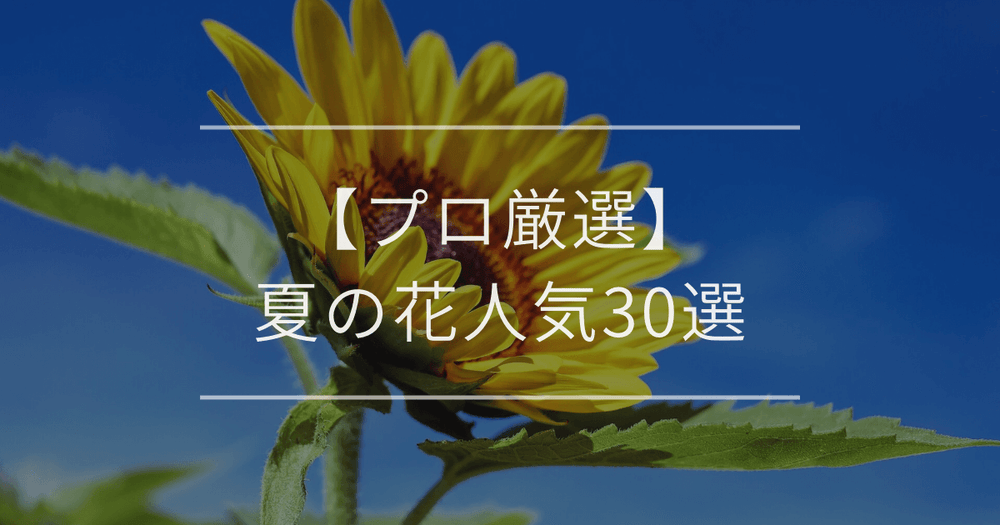 【プロ厳選】夏の花人気30選｜初心者も失敗しない選び方・育て方
