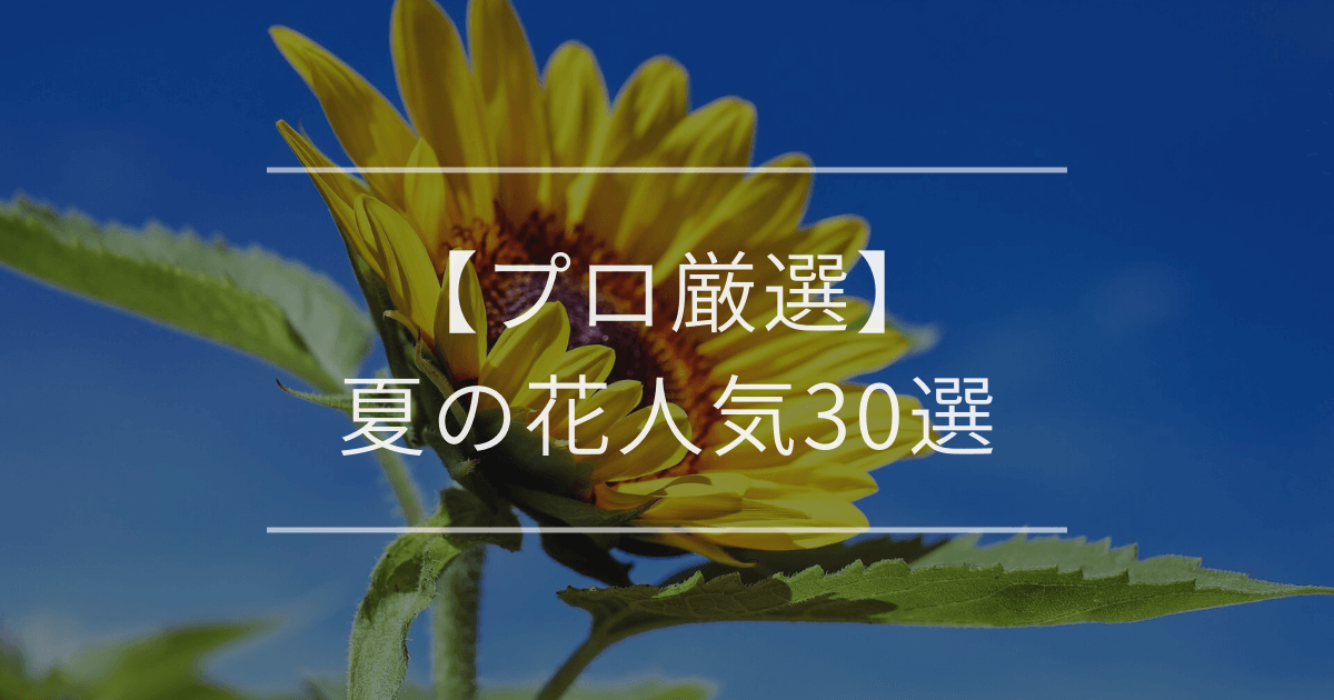【プロ厳選】夏の花人気30選｜初心者も失敗しない選び方・育て方