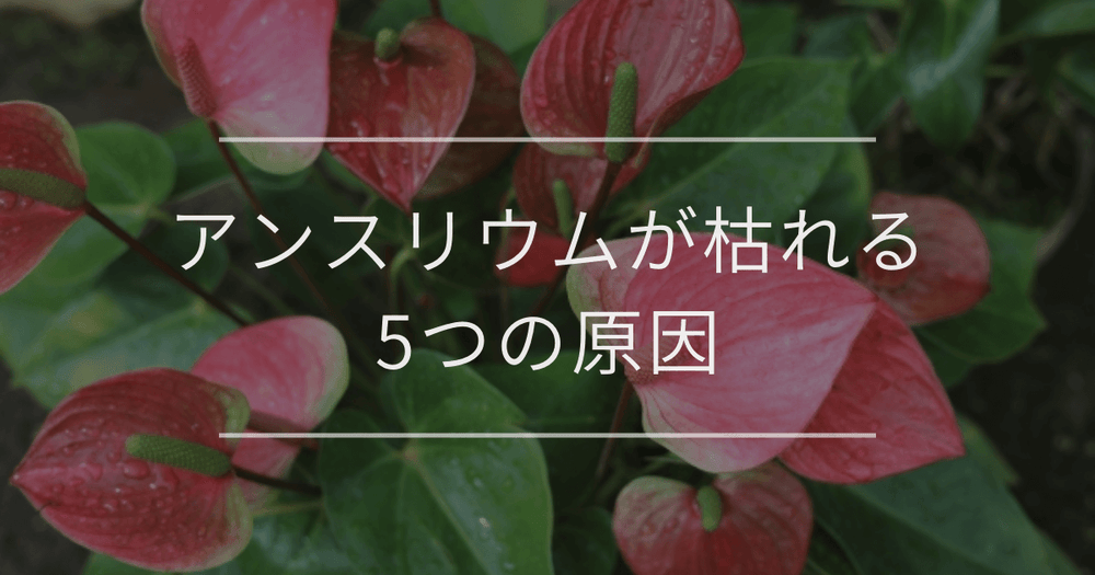アンスリウムが枯れる5つの原因｜対処法と復活方法も解説
