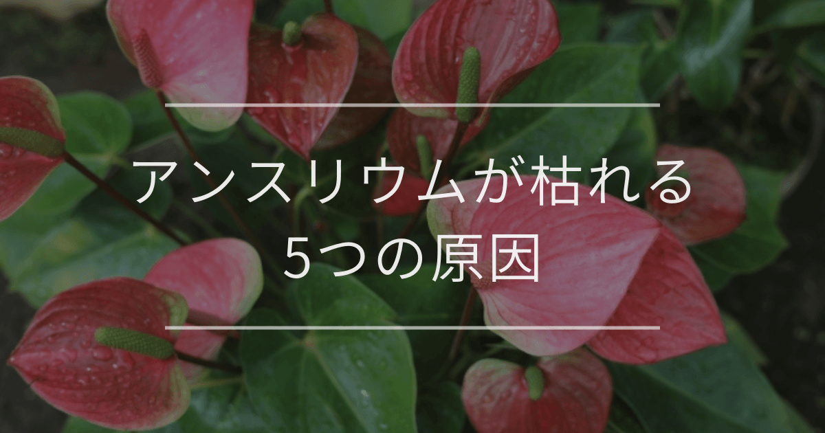 アンスリウムが枯れる5つの原因