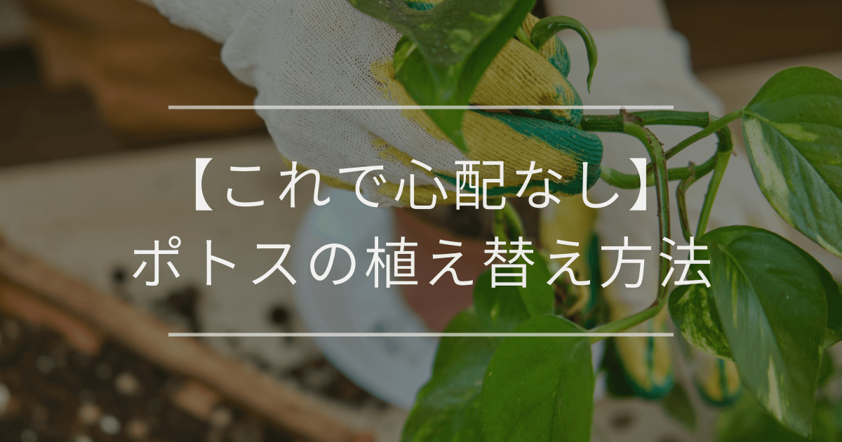 【これで心配なし】ポトスの植え替え方法｜サインや道具も紹介