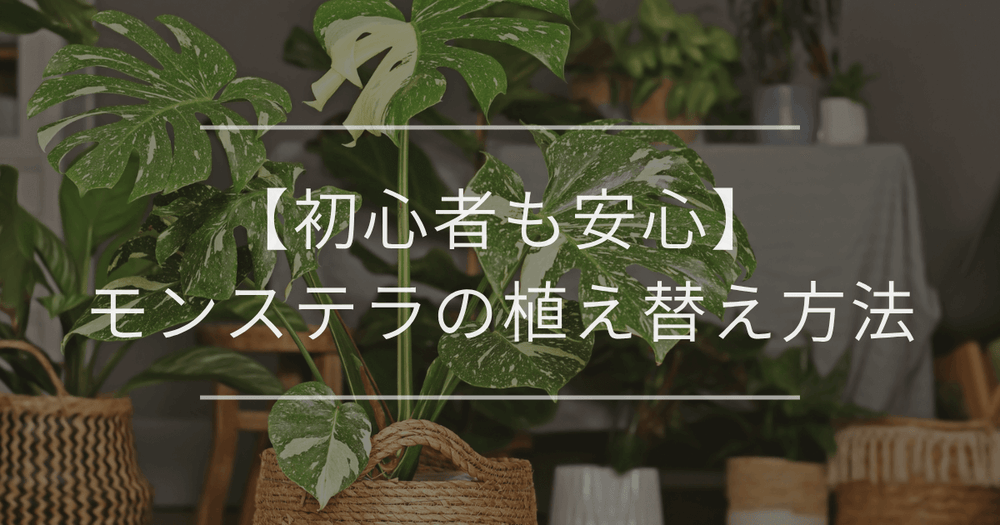 【初心者も安心】モンステラの植え替え方法｜サインや失敗しないコツを紹介