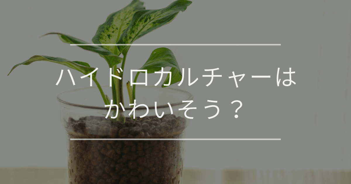 【疑問解決】ハイドロカルチャーはかわいそう？