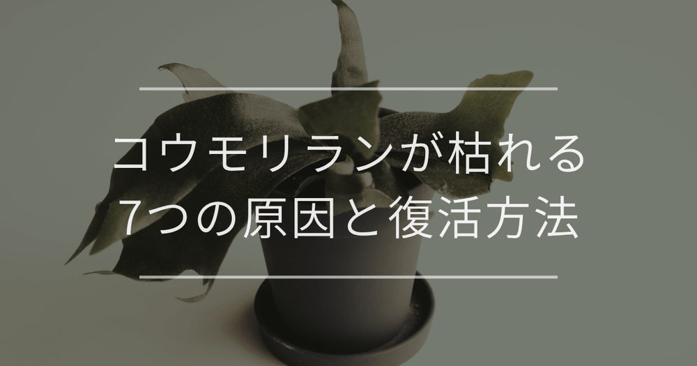 【完全解説】コウモリランが枯れる7つの原因と復活方法