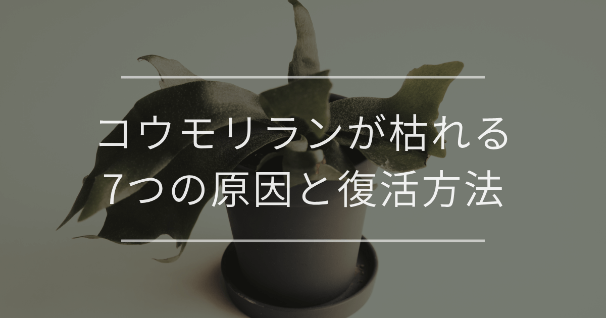【完全解説】コウモリランが枯れる7つの原因と復活方法