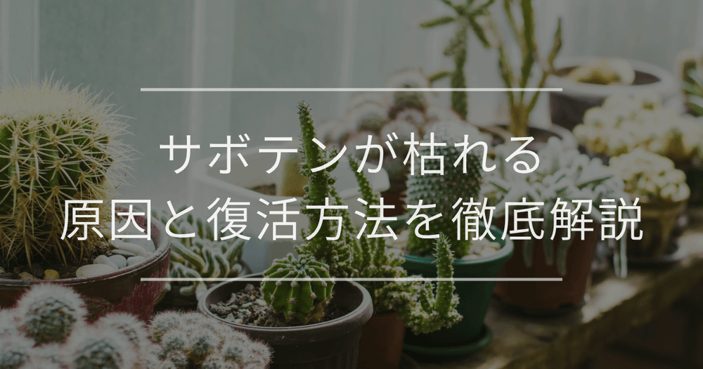 【もう枯らさない】サボテンが枯れる原因と復活方法を徹底解説