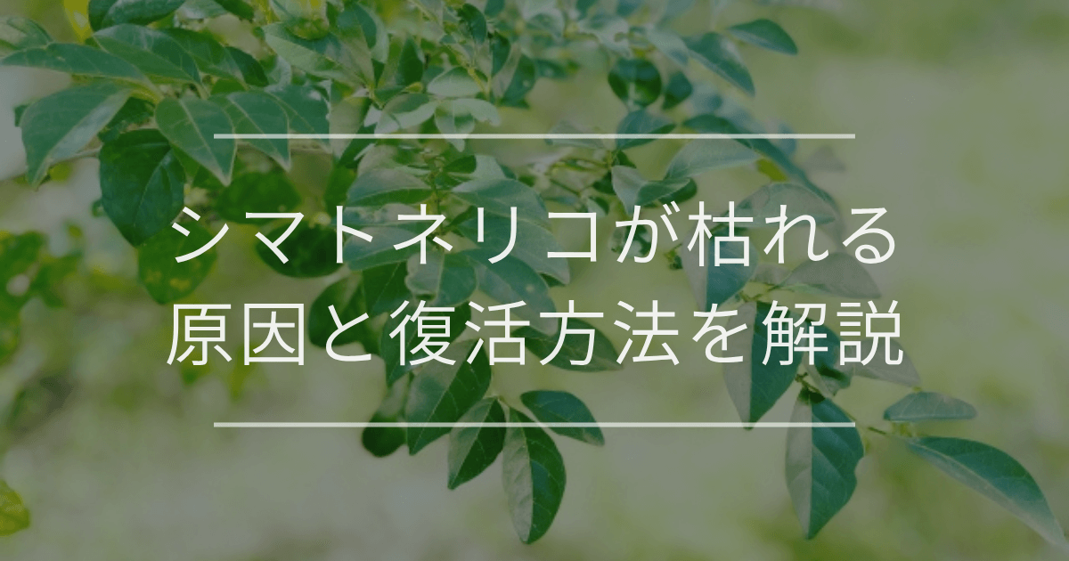 シマトネリコが枯れる原因と復活方法を解説