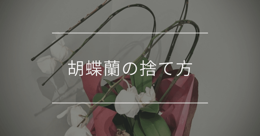 【完全ガイド】胡蝶蘭の捨て方｜タイミングと家庭ごみで処分する方法
