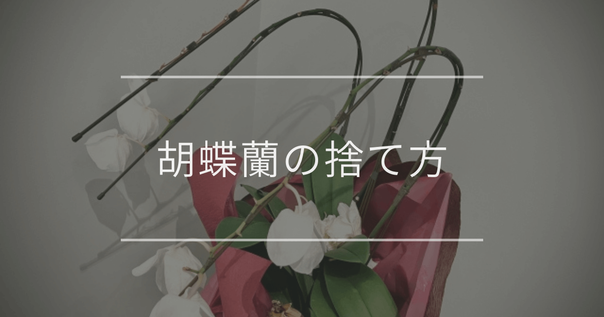 胡蝶蘭の捨て方