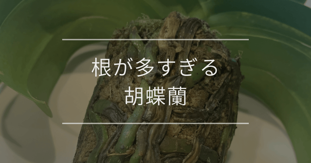 根が多すぎる胡蝶蘭の対処法と放置した時のトラブル