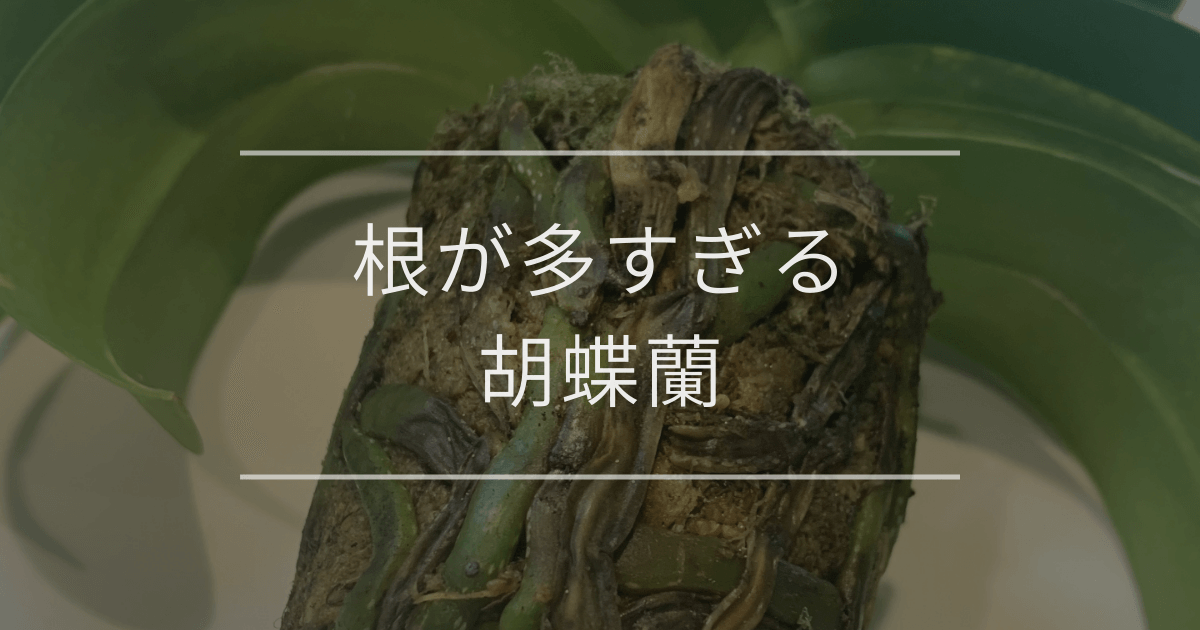 根が多すぎる胡蝶蘭の対処法と放置した時のトラブル