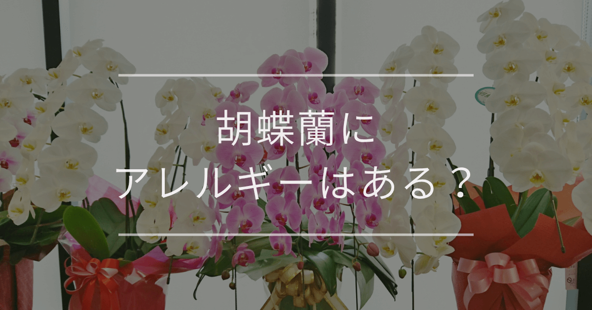 胡蝶蘭にアレルギーはある？症状や贈る際の対処法も解説